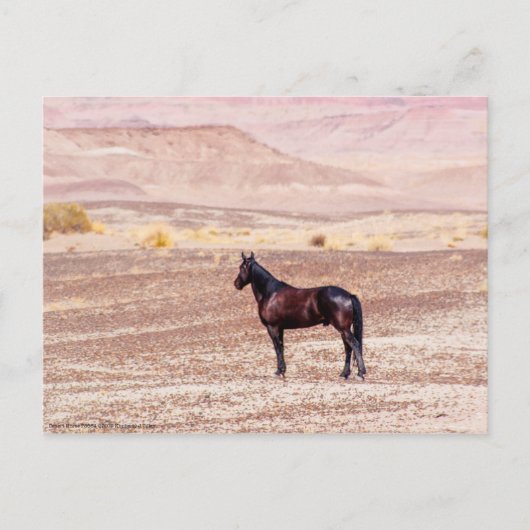 砂漠馬P8664 ポストカード (正面)