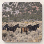 砂漠2の野生のムスタングの馬 コースター (正面)