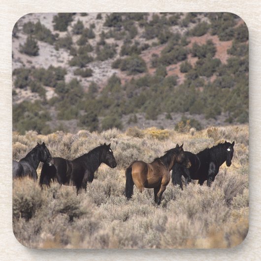 砂漠2の野生のムスタングの馬 コースター (正面)