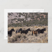 砂漠2の野生のムスタングの馬 ポストカード (正面/裏面)