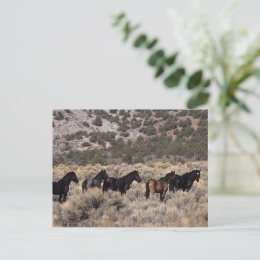 砂漠2の野生のムスタングの馬 ポストカード (スタンド正面)