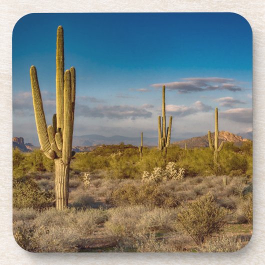 砂漠 |アリゾナ州，迷信山脈 コースター (正面)