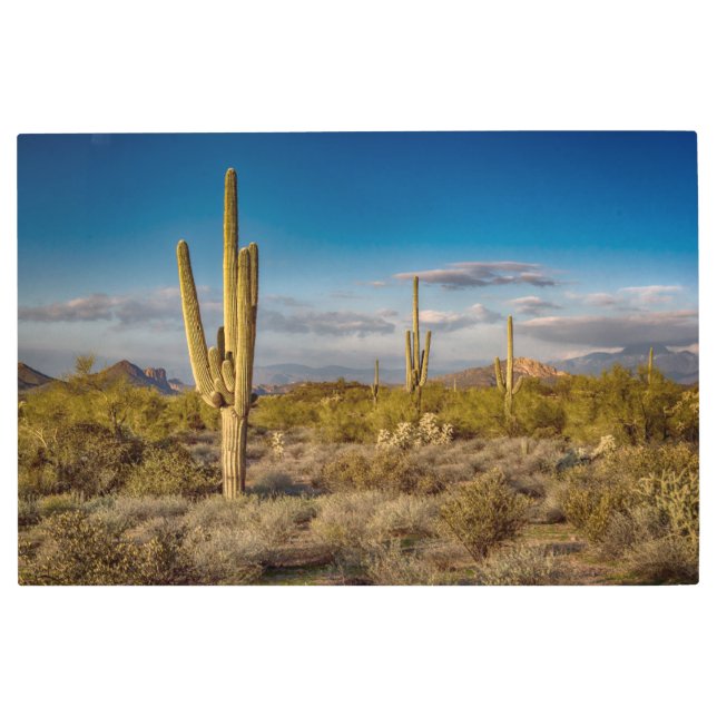 砂漠 |アリゾナ州，迷信山脈 メタルプリント (正面)