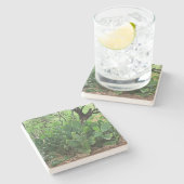 砂漠，アリゾナ，平方コースターの厄介な梨サボテン ストーンコースター (横)