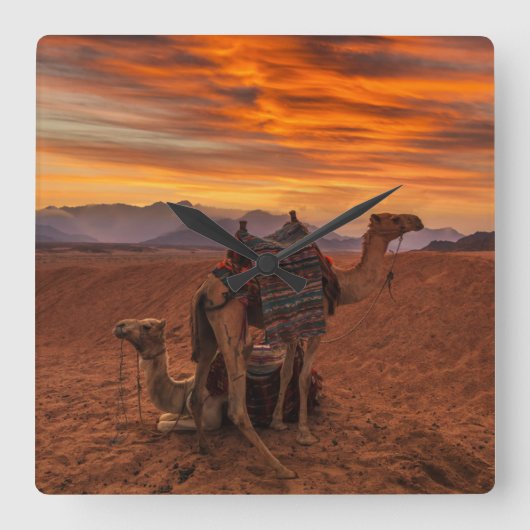 砂漠 |バクトリアン・ラクダ・エジプト・サンドデューン スクエア壁時計 (正面)