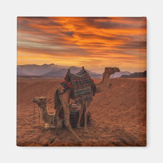 砂漠 |バクトリアン・ラクダ・エジプト・サンドデューン マグネット (正面)