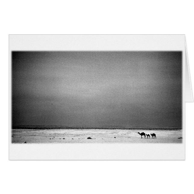 砂漠-ヨルダン1990年のラクダ (正面横)