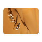 砂漠 |ラクダと一緒に歩く マグネット (横)