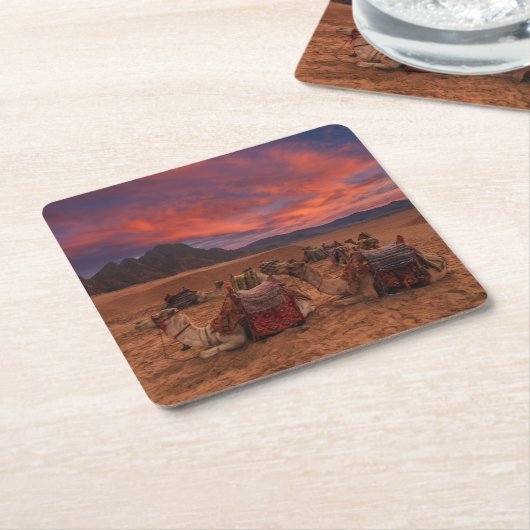 砂漠 |ラクダ・シナイ山地エジプト スクエアペーパーコースター (アングル)