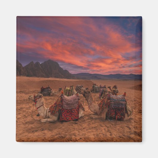 砂漠 |ラクダ・シナイ山地エジプト マグネット (正面)