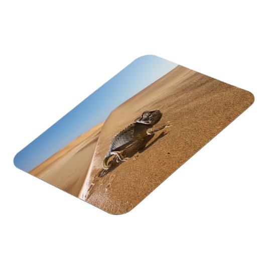 砂漠 |砂漠の中のカメレオン マグネット (左側)