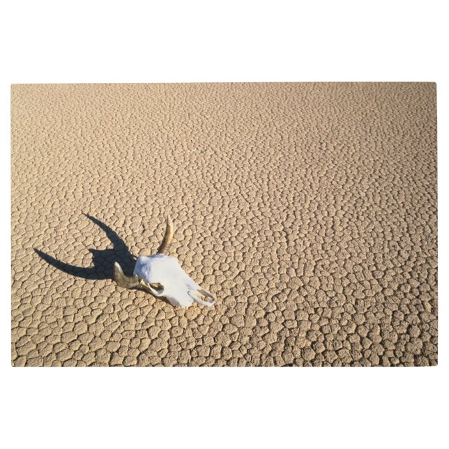 砂漠 |砂漠の地に牛のスカル メタルプリント (正面)