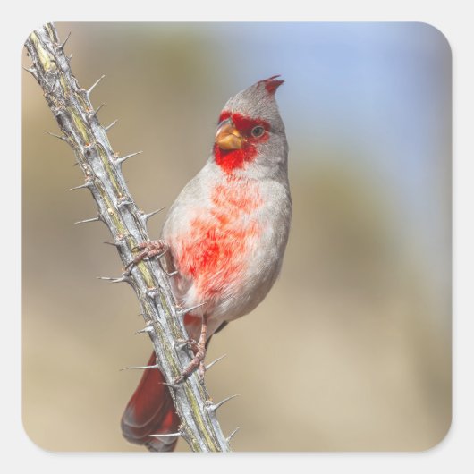 砂漠（鳥）ショウジョウコウカンチョウ スクエアシール (正面)