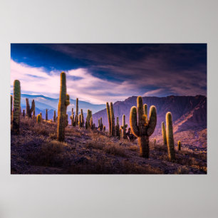 砂漠 Cactus Landscape Argentina ポスター