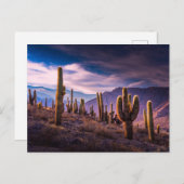 砂漠 | Cactus Landscape Argentina ポストカード (正面/裏面)