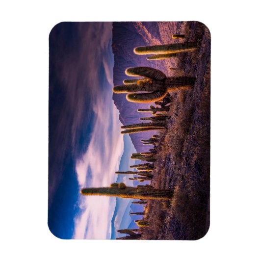 砂漠 | Cactus Landscape Argentina マグネット (縦)