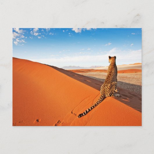 砂漠 | Cheetah Savannah砂漠 ポストカード (正面)