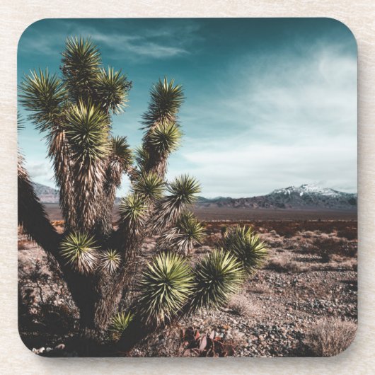 砂漠 | Cholla Cactus コースター (正面)