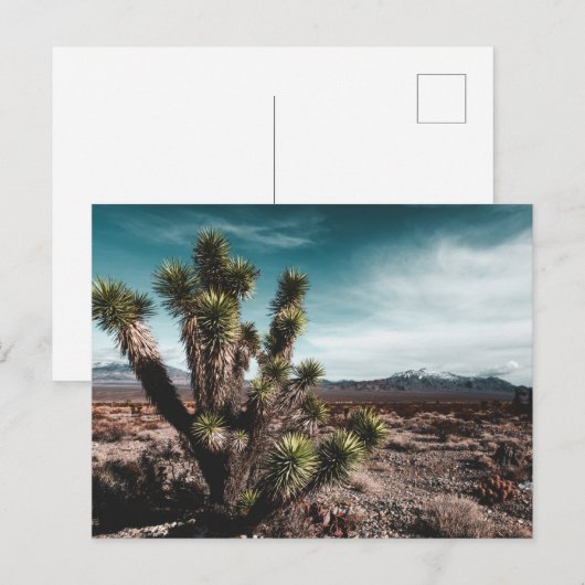 砂漠 | Cholla Cactus ポストカード (正面/裏面)