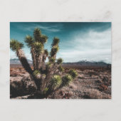 砂漠 | Cholla Cactus ポストカード (正面)
