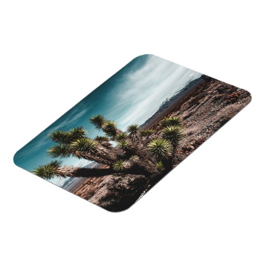 砂漠 | Cholla Cactus マグネット (左側)