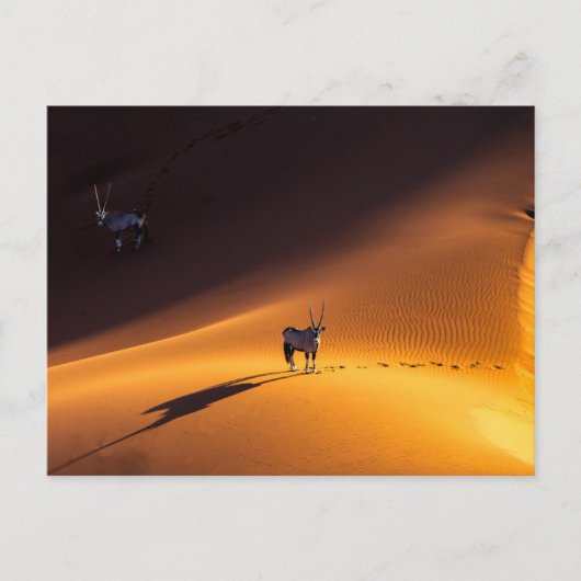 砂漠 Namib Naukluft National Park Kenya ポストカード (正面)