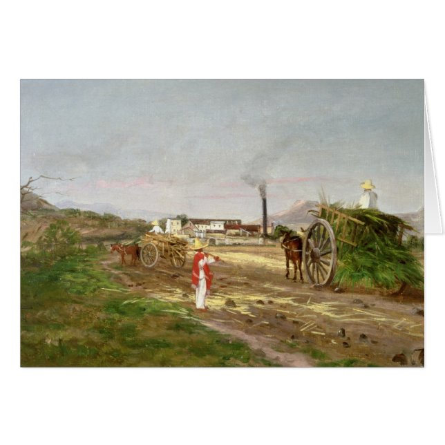 砂糖きびを集めている小作人 (正面横)