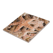 砂糖のヒトデ タイル (側面)