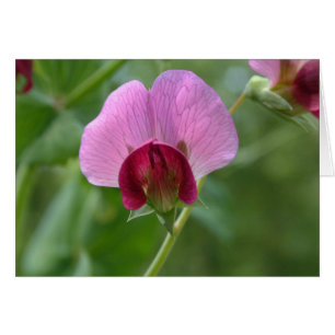 砂糖の急なエンドウ豆の花カード