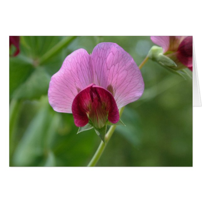 砂糖の急なエンドウ豆の花カード (正面横)