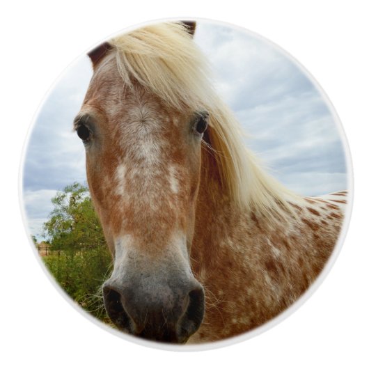 "砂糖の歩幅：アパルーサの恵み" セラミックノブ (正面)