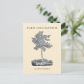 砂糖カエデの木(ヴィンテージイラストレーション) ポストカード (スタンド正面)