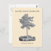 砂糖カエデの木(ヴィンテージイラストレーション) ポストカード (正面/裏面)