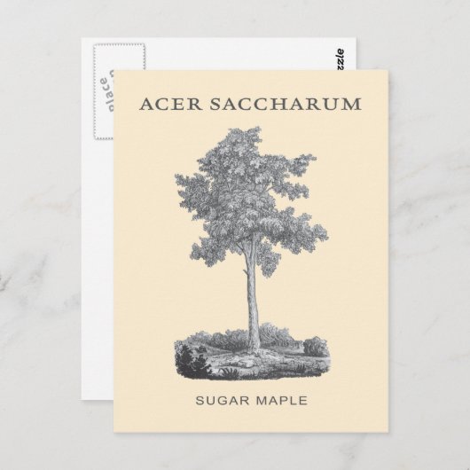 砂糖カエデの木(ヴィンテージイラストレーション) ポストカード (正面/裏面)