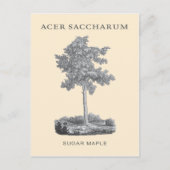 砂糖カエデの木(ヴィンテージイラストレーション) ポストカード (正面)