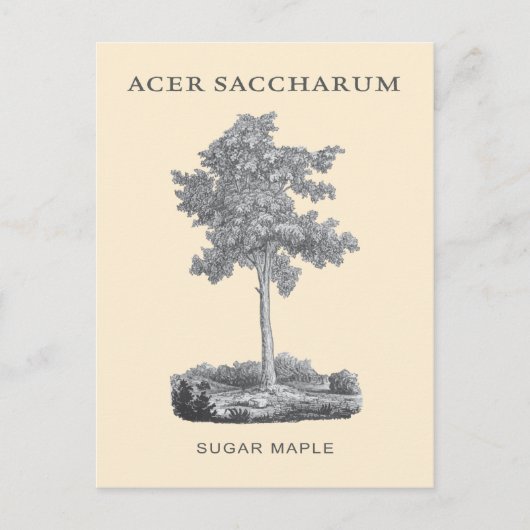 砂糖カエデの木(ヴィンテージイラストレーション) ポストカード (正面)