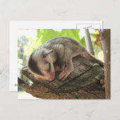 砂糖滑空機ベビー ポストカード (正面/裏面)