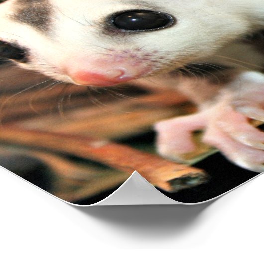 砂糖滑空機 ポスター (角)