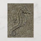 砂質加工のシーホース写真 ポストカード (正面)