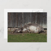 砂風呂に入ったかわいいロバ ポストカード (正面/裏面)