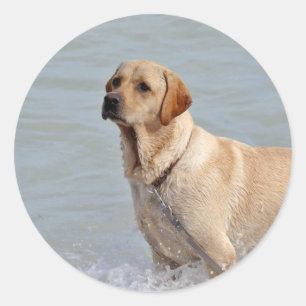 研究室の黄色い犬の水の写真 ラウンドシール