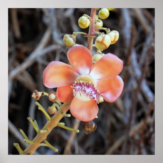 砲弾の木のフラワーポスター ポスター (正面)