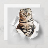 破れた紙から顔を出す灰色の猫のイリュージョン (正面/裏面)