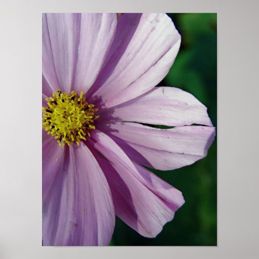 破れた ポスター (正面)