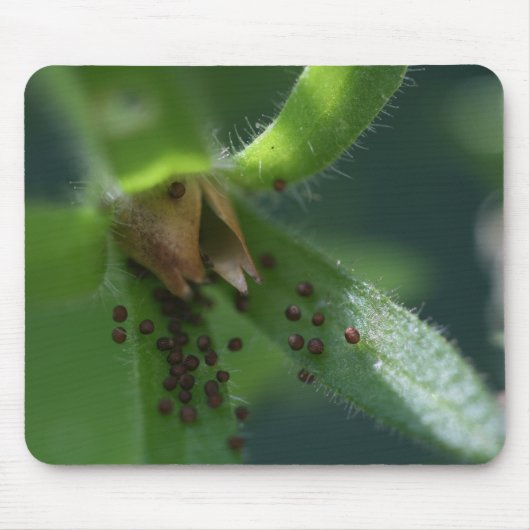 破烈のペチュニアのSeedpodのマウスパッド マウスパッド (正面)