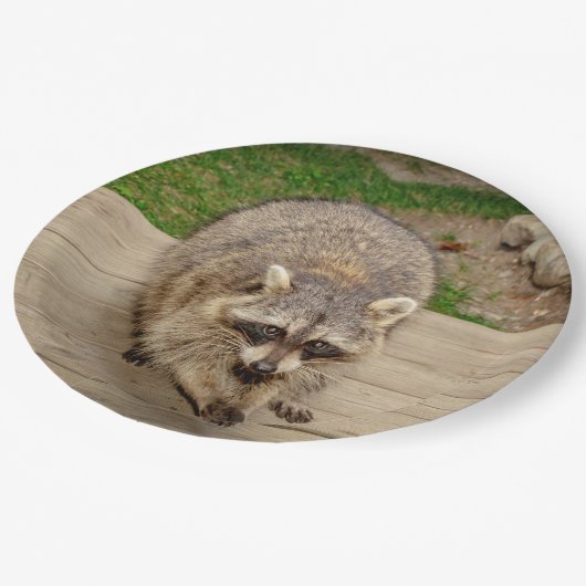 破片を持つアライグマ ペーパープレート (アングル)