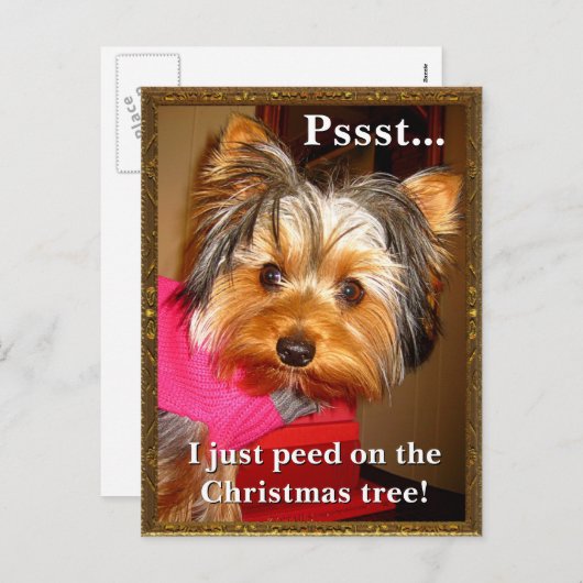 破裂させたヨークシャーテリア シーズンポストカード (正面/裏面)