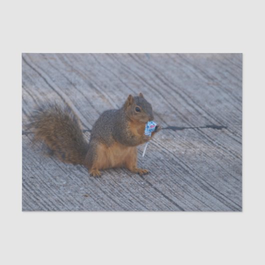 破裂音のリス 薄葉紙 (正面)