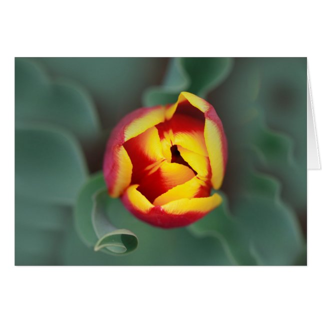 破裂音 (正面横)