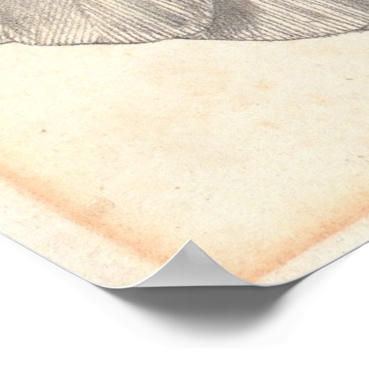 硫素晴らし紋付きコッカトゥー ポスター (角)